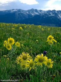 Fine Tuning of the Universe