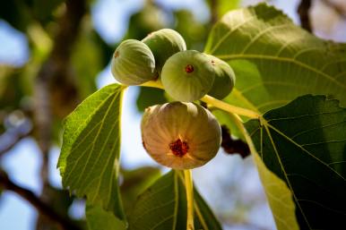 Parable of the Fig Tree
